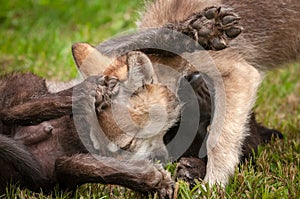 Grey Wolf Canis lupus Puppy Pile