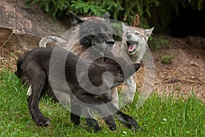 Grey Wolf (Canis lupus) Pups Cavort Around Juvenile