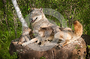 Grey Wolf (Canis lupus) and Pups Lie on Rock Together photo