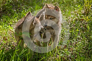 Grey Wolf Canis lupus Pups Look at Each Other