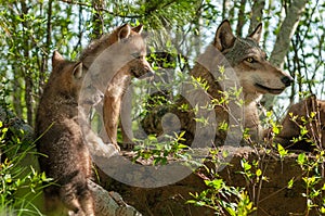 Grey Wolf Canis lupus and Pups Look Right Atop Rock