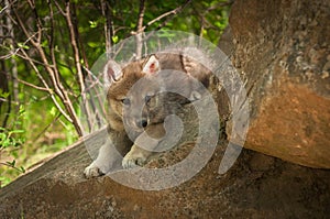 Grey Wolf Canis lupus Pups Looks Around Rock