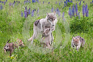 Grey Wolf Canis lupus and Pups in Lupin