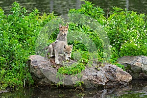 Grey Wolf Canis lupus Pups Paw on Back on Island Rocks Summer