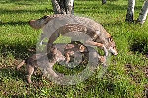 Grey Wolf (Canis lupus) and Pups Run in Early Morning Sunlight