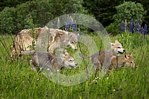 Grey Wolf Canis lupus Pups Run Through Field