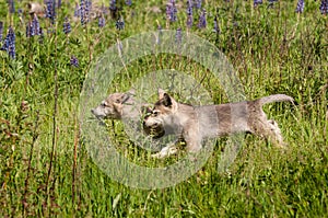 Grey Wolf Canis lupus Pups Run Left Through Grass