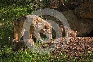 Grey Wolf & x28;Canis lupus& x29; and Pups Run Near Den