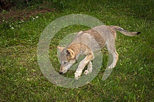 Grey Wolf Canis lupus Pups Walks Left Head Down