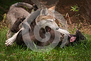 Grey Wolf Canis lupus Pups Wrestle photo