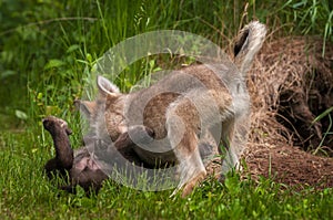 Grey Wolf Canis lupus Pups Wrestling