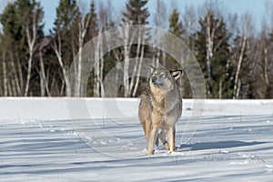 Grey Wolf Canis lupus Raises Head Eyes Closed Winter