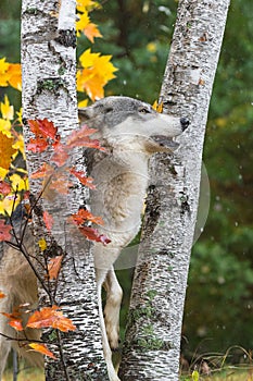 Grey Wolf Canis lupus Recoils From Rain Between Birch Trees Autumn