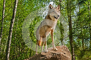 Grey Wolf (Canis lupus) On Rock Looks Up