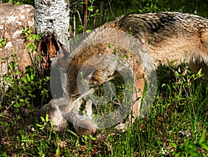 Grey Wolf (Canis lupus) Rolls Pup