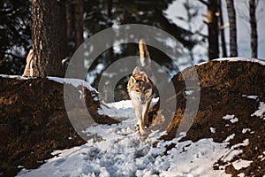 Grey Wolf, Canis lupus running at camera direction in a meadow on snow