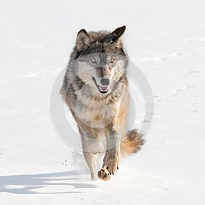 Grey Wolf (Canis lupus) Running Straight at Viewer