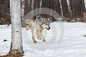 Grey Wolf Canis lupus Runs Through Birch Woods Winter