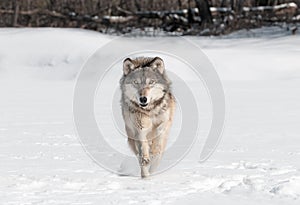 Grey Wolf (Canis lupus) Runs Directly at Viewer