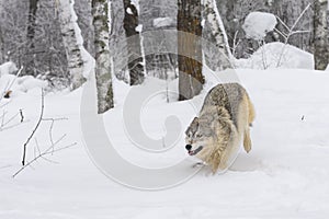 Grey Wolf (Canis lupus) Runs Forward Back Legs Up and Ears Back Winter