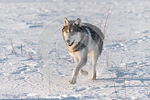 Grey Wolf Canis lupus Runs Forward Close Up