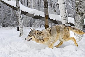 Grey Wolf (Canis lupus) Runs Left Back Leg Up Winter