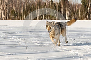 Grey Wolf (Canis lupus) Runs Left in Field Tongue Tip Out Winter