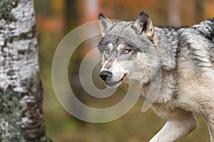 Grey Wolf Canis lupus Runs Left Through Woods Autumn