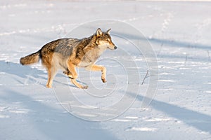 Grey Wolf Canis lupus Runs Right in Morning Light Winter