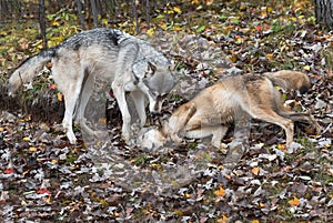 Grey Wolf Canis lupus Scent Rolls While Second Watches Autumn