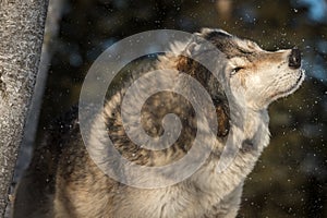 Grey Wolf Canis lupus Shakes Off Snow Winter