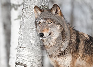 Grey Wolf (Canis lupus) by Single Birch Tree
