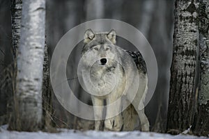 Grey wolf, Canis lupus