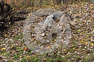 Grey Wolf Canis lupus Slinks Down Embankment Head Down Autumn