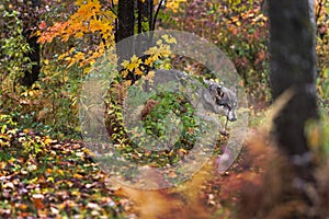 Grey Wolf Canis lupus Slinks Through Woods Autumn