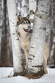 Grey Wolf Canis lupus Smiles Right