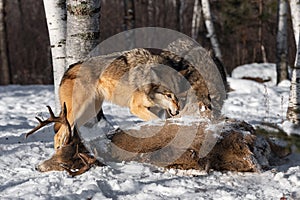 Grey Wolf (Canis lupus) Snarls at Packmate With Head in Deer Carcass Winter