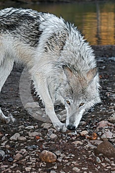 Grey Wolf (Canis lupus) Sniff Turn