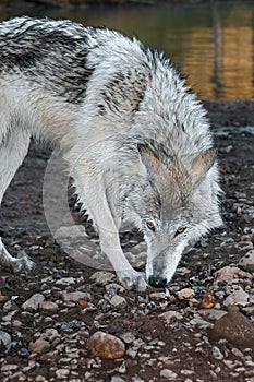 Grey Wolf (Canis lupus) Sniff Turn photo