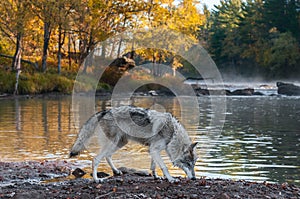 Grey Wolf (Canis lupus) Sniffs Along Riverbank