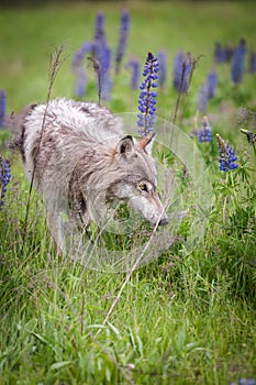 Grey Wolf Canis lupus Sniffs in Field