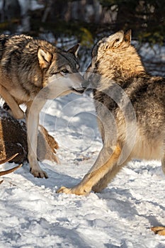 Grey Wolf Canis lupus Sniffs at Recoiling Packmate Winter