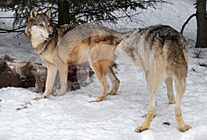 Grey Wolf (Canis lupus) Sniffs Under Tail of Female Packmate Winter