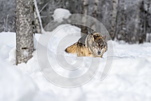 Grey Wolf (Canis lupus) Stalks Forward Through Snow Winter