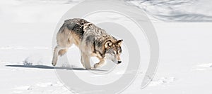Grey Wolf (Canis lupus) Stalks Right Through Snow