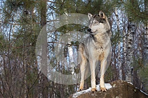 Grey Wolf Canis lupus Standing on Rock Looks Left Winter