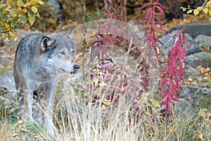 Grey Wolf - Canis lupus - standing in tall grass