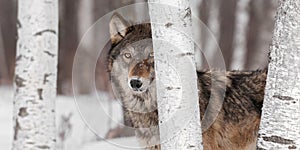 Grey Wolf (Canis lupus) Stands Amongst Trees