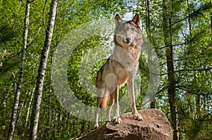 Grey Wolf (Canis lupus) Stands Atop Rock Looking Forward