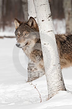 Grey Wolf (Canis lupus) Stands Behind Birch Tree